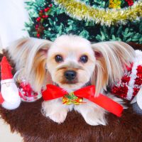 【山手店】2017年12月16日のワンちゃん達♪