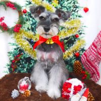 【山手店】2017年12月17日のワンちゃん達♪