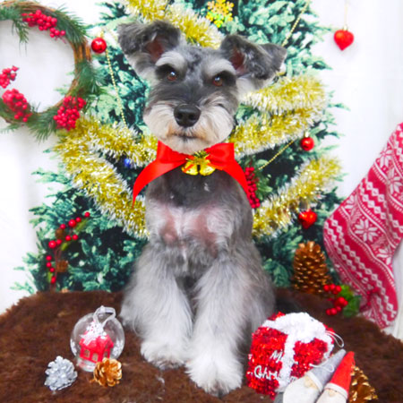 【山手店】2017年12月17日のワンちゃん達♪