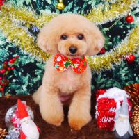 【山手店】2017年12月18日のワンちゃん達♪