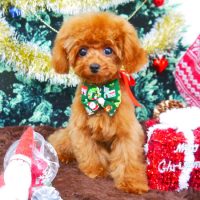 【山手店】2017年12月21日のワンちゃん達♪