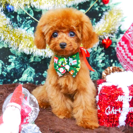 【山手店】2017年12月21日のワンちゃん達♪