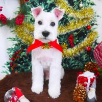 【山手店】2017年12月22日のワンちゃん達♪