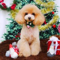 【山手店】2017年12月23日のワンちゃん達♪