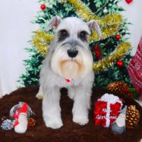 【山手店】2017年12月24日のワンちゃん達♪