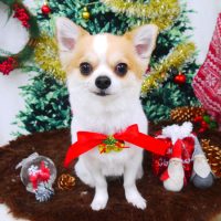 【山手店】2017年12月25日のワンちゃん達♪