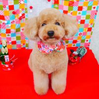 【山手店】2017年12月27日のワンちゃん達♪