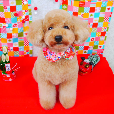 【山手店】2017年12月27日のワンちゃん達♪