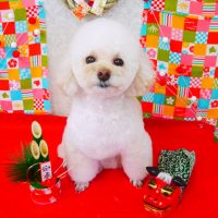 【山手店】2017年12月28日のワンちゃん達♪