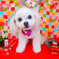 【山手店】2017年12月29日のワンちゃん達♪