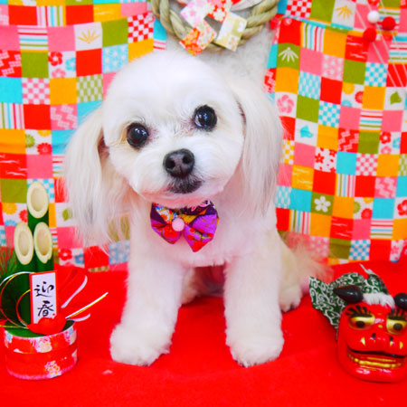 【山手店】2017年12月29日のワンちゃん達♪