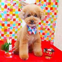 【山手店】2017年12月30日のワンちゃん達♪