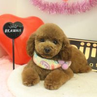 【本店】2018年01月25日のワンちゃん達♪