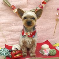 【池下店】2017年1月6日のワンちゃん達♪