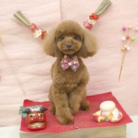 【池下店】2018年1月8日のワンちゃん達♪