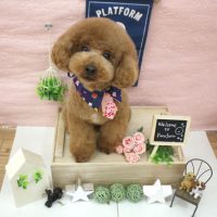 【池下店】2018年1月10日のワンちゃん達♪
