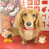 【本店】2018年01月24日のワンちゃん達♪