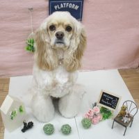 【池下店】2018年1月19日のワンちゃん達♪