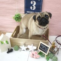 【池下店】2018年1月20日のワンちゃん達♪