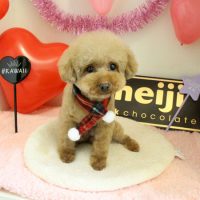 【本店】2018年1月26日のワンちゃん達♪