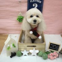 【池下店】2017年1月22日のワンちゃん達♪
