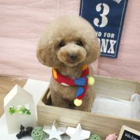 【池下店】2018年1月24日のワンちゃん達♪