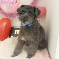 【本店】2018年1月27日のワンちゃん達♪