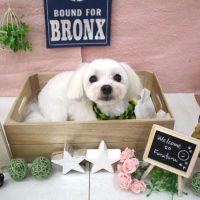 【池下店】2018年1月26日のワンちゃん達♪