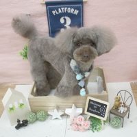 【池下店】2018年1月27日のワンちゃん達♪