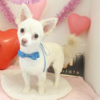 【本店】2018年1月28日のワンちゃん達♪