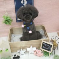 【池下店】2018年1月28日のワンちゃん達♪