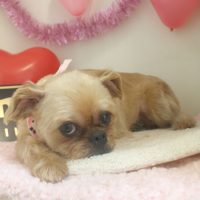 【本店】2018年1月29日のワンちゃん達♪