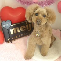 【本店】2018年1月31日のワンちゃん達♪