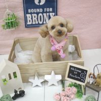 【池下店】2018年1月31日のワンちゃん達♪