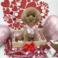 【池下店】2018年2月1日のワンちゃん達♪