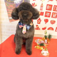 【本店】2018年1月6日のワンちゃん達♪