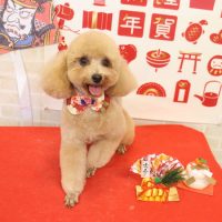 【本店】2018年1月7日のワンちゃん達♪