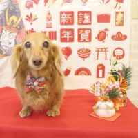 【本店】2018年1月8日のワンちゃん達♪