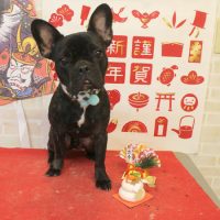 【本店】2017年1月11日のワンちゃん達♪