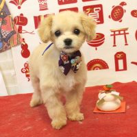 【本店】2018年01月14日のワンちゃん達♪