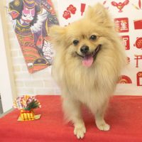 【本店】2018年01月17日のワンちゃん達♪