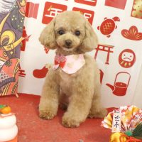 【本店】2018年01月19日のワンちゃん達♪