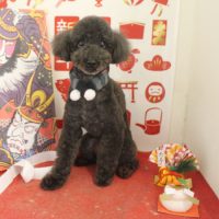 【本店】2018年01月20日のワンちゃん達♪