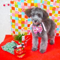 【山手店】2018年1月7日のワンちゃん達♪