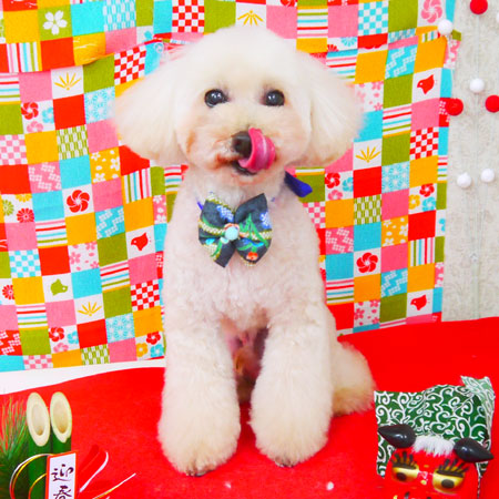 【山手店】2018年1月8日のワンちゃん達♪