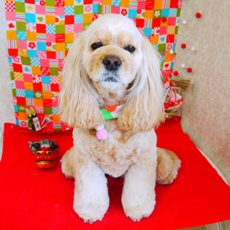 【山手店】2018年1月10日のワンちゃん達♪