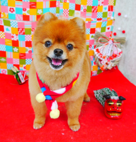 【山手店】2018年1月12日のワンちゃん達♪