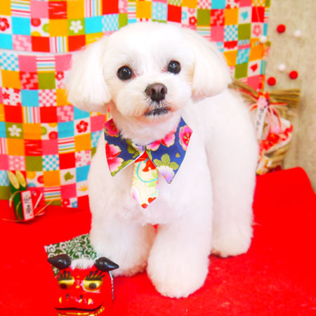 【山手店】2018年1月13日のワンちゃん達♪