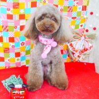 【山手店】2018年1月14日のワンちゃん達♪