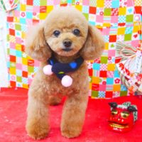 【山手店】2018年1月15日のワンちゃん達♪